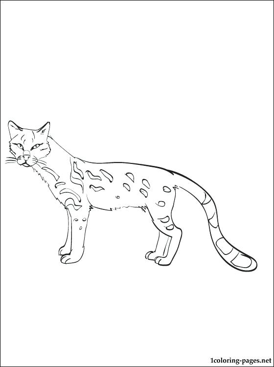 560x750 Ocelot Coloring Page Innovation Idea Tiger Animal Coloring Pages