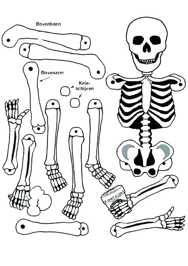 600x848 Skeleton Coloring Page Skeletons Coloring Pages Human Skeleton