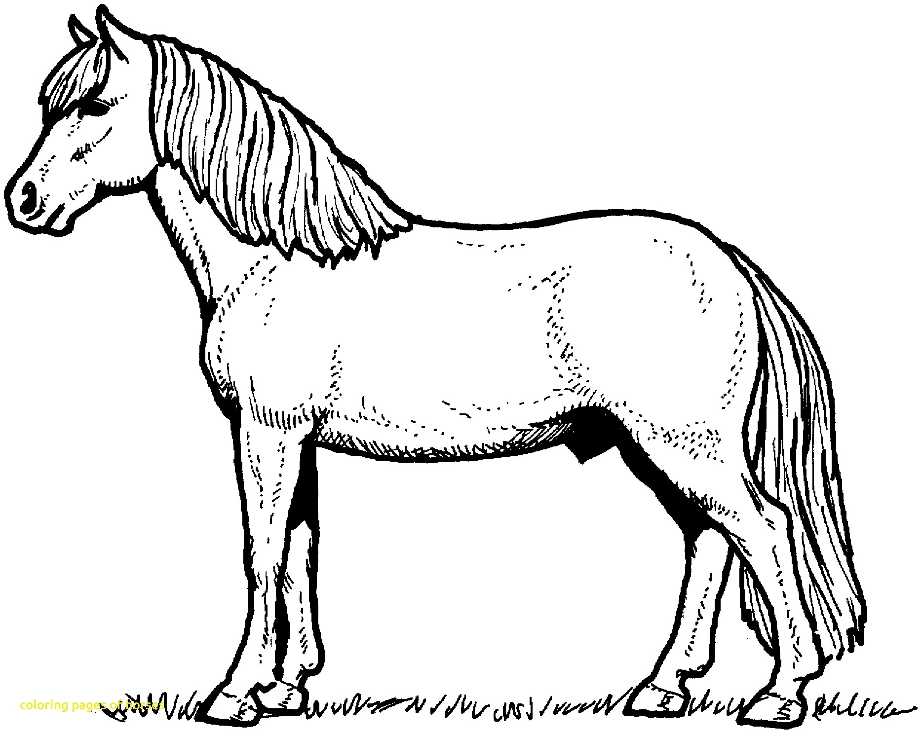 1866x1486 Advice Horse Pictures To Print And Color Pages With Horses