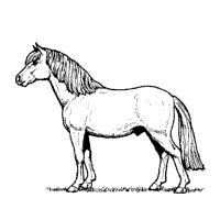 200x200 Miniature Horse Coloring Pages Miniature Horse Coloring Picture