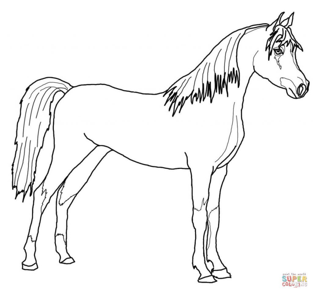 1024x959 Arabian Horse For Coloring Page