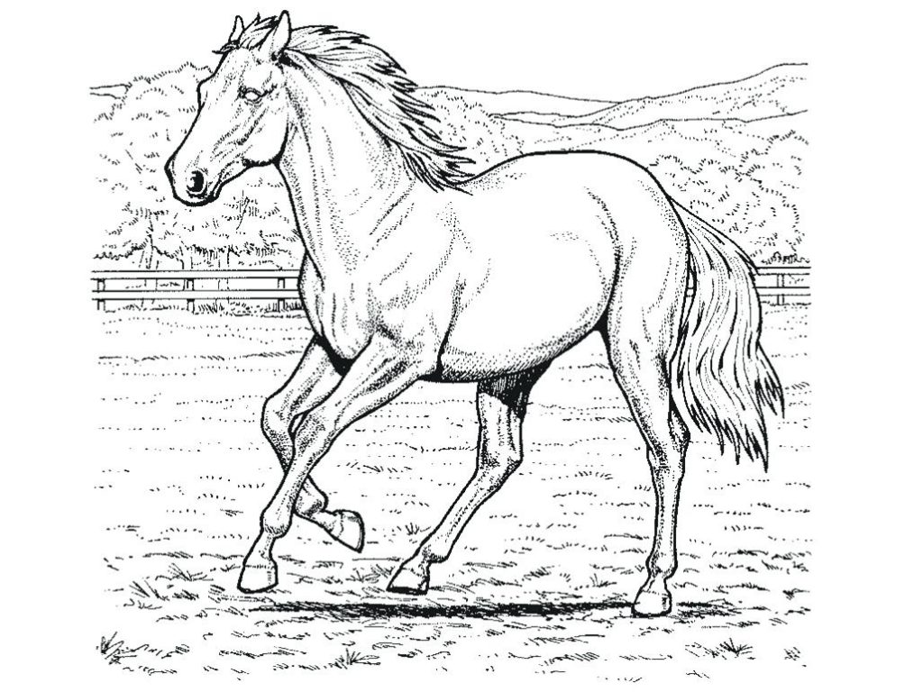 1024x768 Coloring Pages Horse Coloring Page Pages Free Spirit To Print