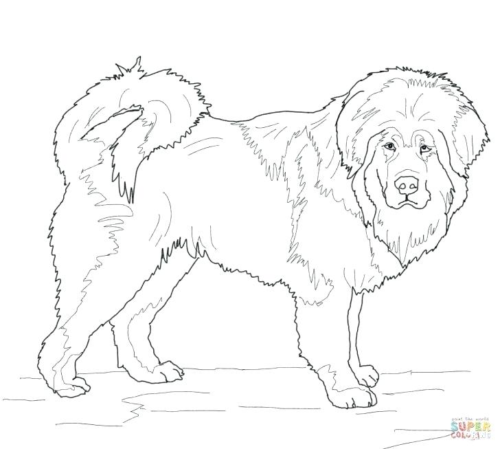 728x653 Poodle Coloring Page Poodle Coloring Page Vector Poodle Puppy