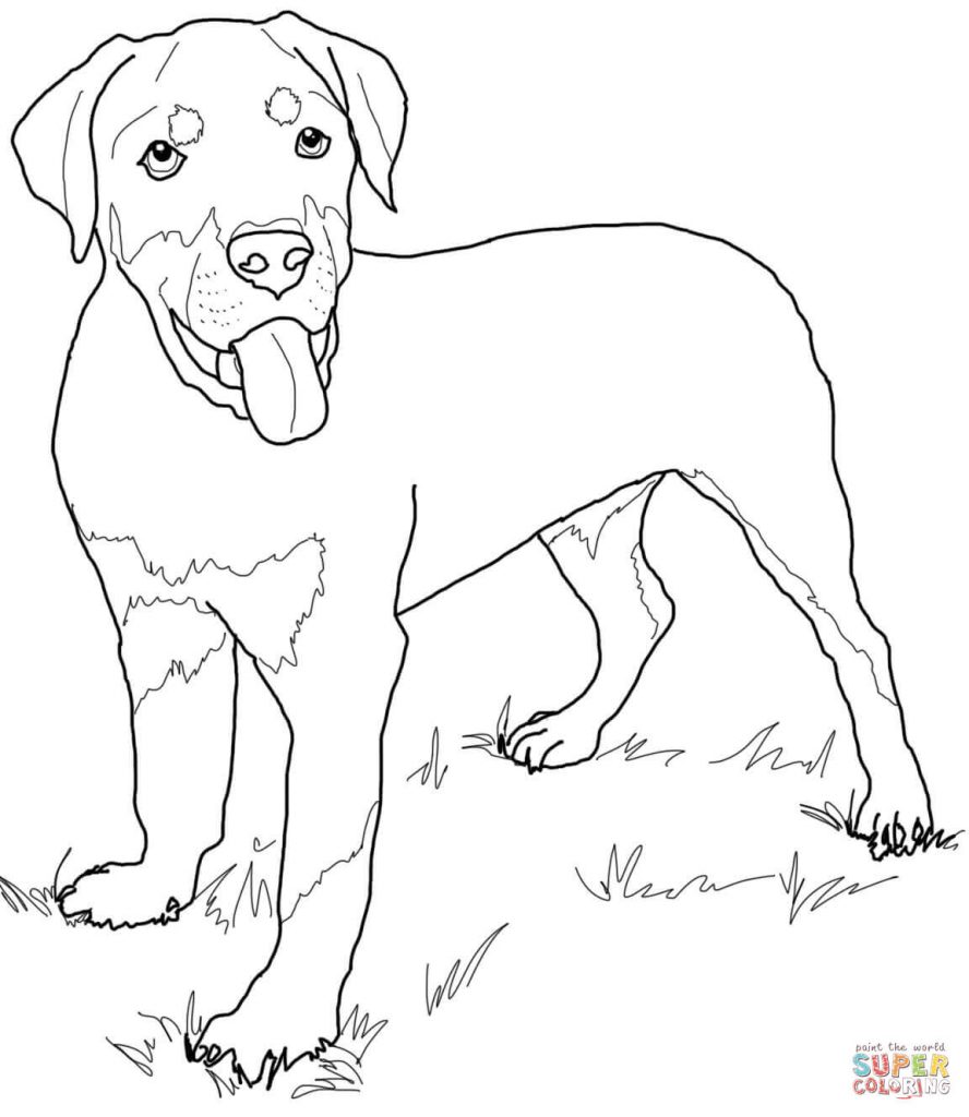 888x1024 Rottweiler Puppies Coloring Pages
