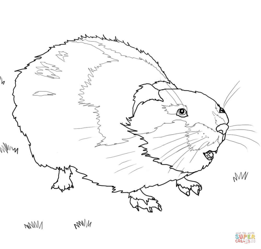 1000x952 Lemming Coloring Pages