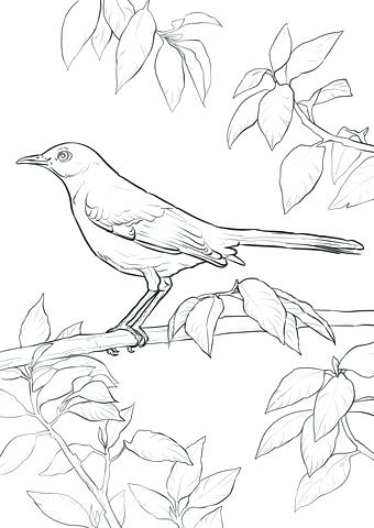 340x480 Mockingbird Coloring Page