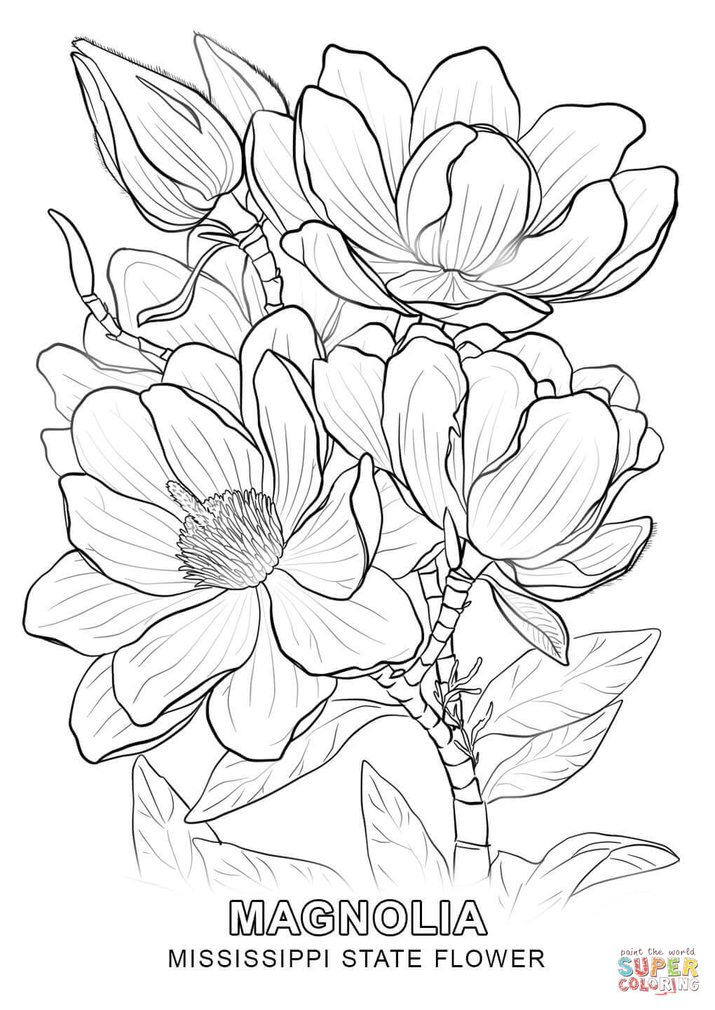 1020x1440 Mississippi State Flower Coloring Page