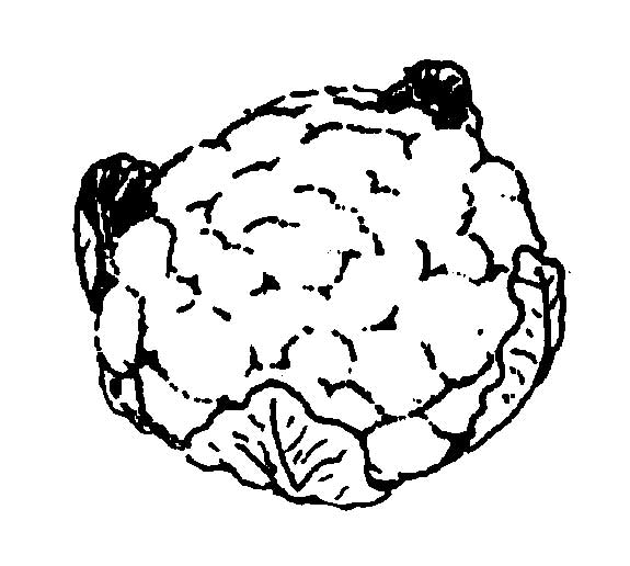 575x516 Cauliflower Mississippi State University Extension Service