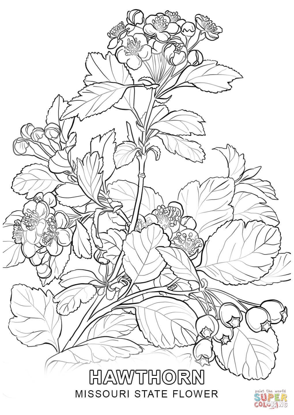 1020x1440 Hawthorn Tree Coloring Pages To Print Coloring For Kids