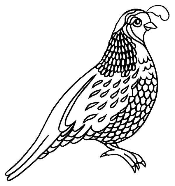 600x638 Missouri Quail Coloring Page Color Luna