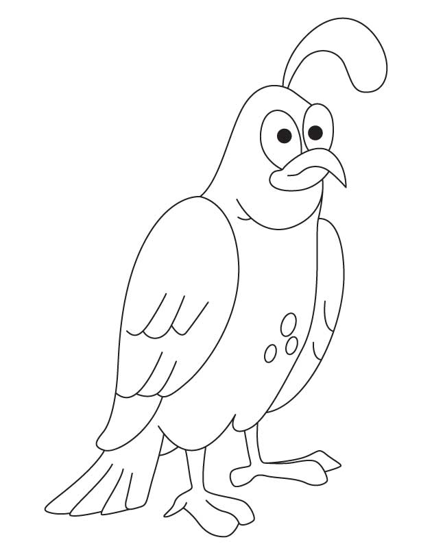 630x810 Coloring Pictures Quail Missouri Quail Coloring Page