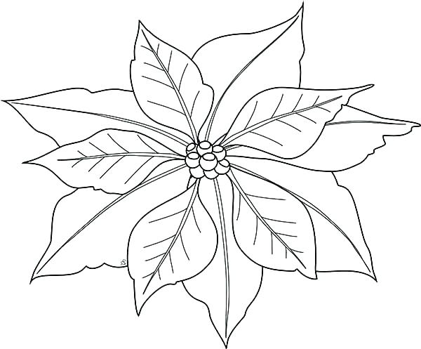 600x497 Mistletoe Coloring Pages Poinsettia Coloring Pages Simple
