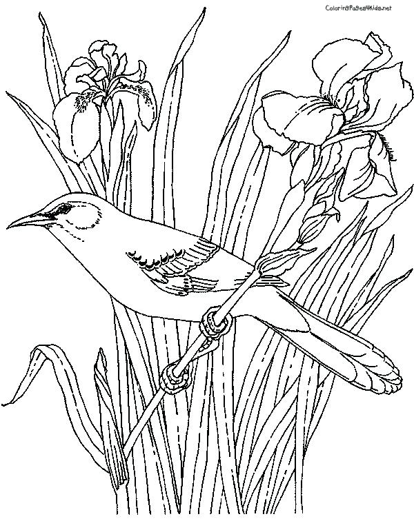 Mockingbird Coloring Page at GetDrawings | Free download