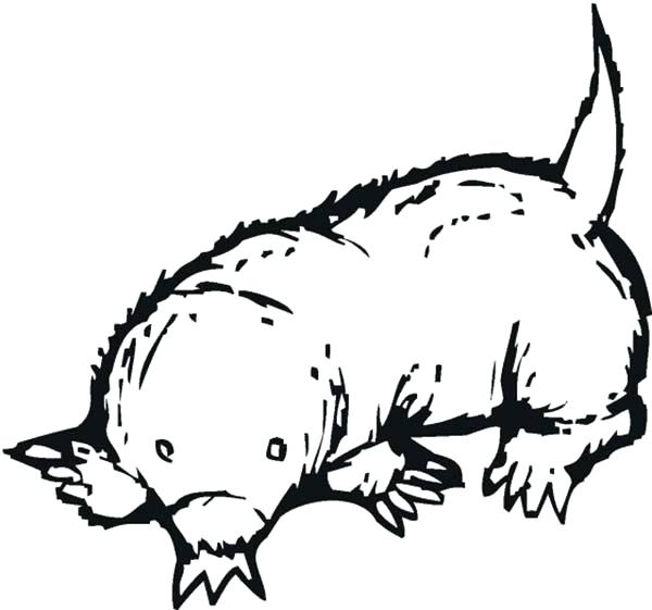 600x561 Mole Coloring Page Sketch Of A Mole Coloring Pages Mole Rat