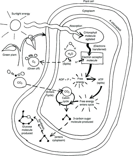 535x625 Photosynthesis Coloring Page Photosynthesis Coloring Page Coloring