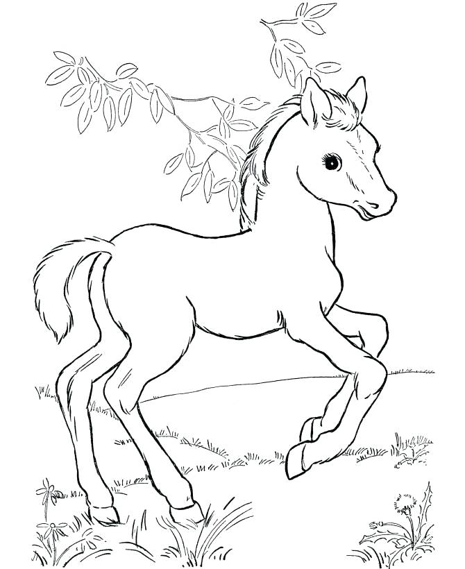 670x820 Baby Horse Coloring Pages Free Printable Horse Coloring Pages