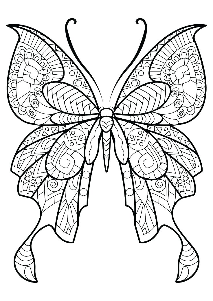 736x1040 Life Cycle Of A Butterfly Coloring Page Monarch Butterfly Coloring