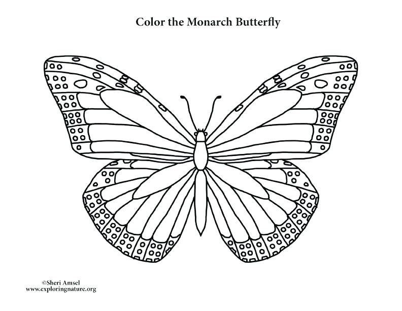 792x612 Monarch Butterfly Coloring Page
