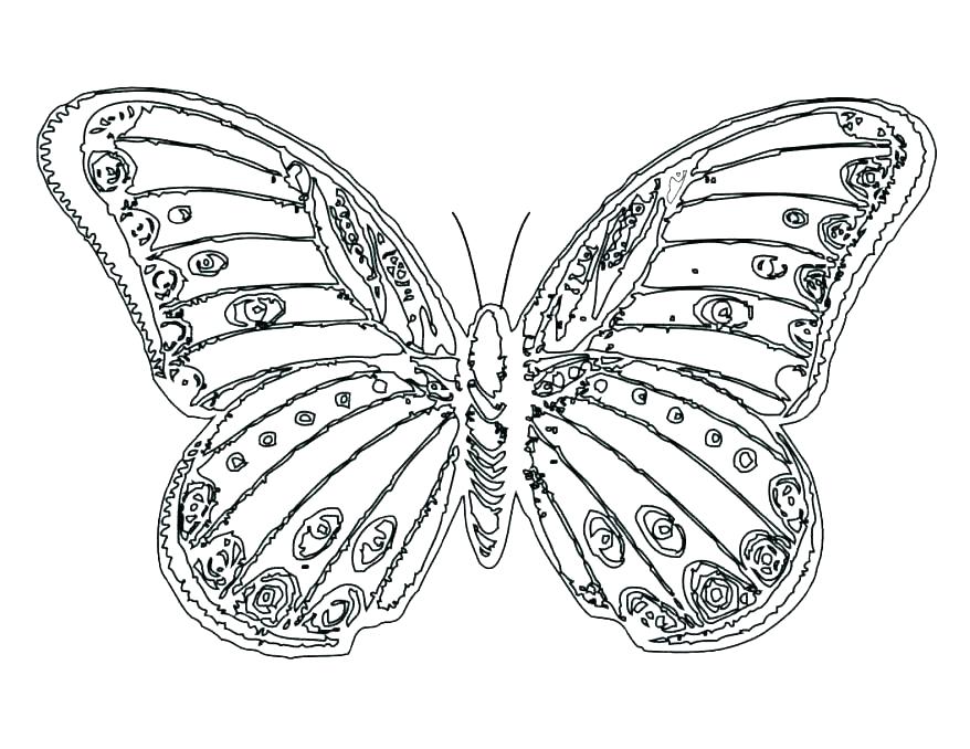 878x678 Monarch Butterfly Coloring Page Black And White Butterfly Free