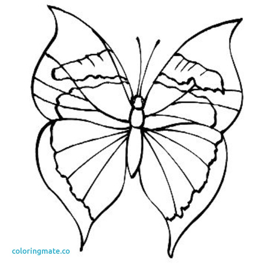900x900 Monarch Butterfly Coloring Page Fresh Free Throughout Pages