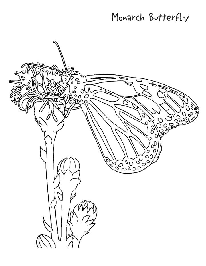720x932 Monarch Butterfly Coloring Page For Kids