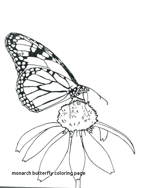 480x640 Monarch Butterfly Coloring Page