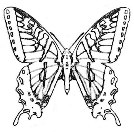 473x464 Image Result For Monarch Butterfly Wings Coloring Page Butterfly