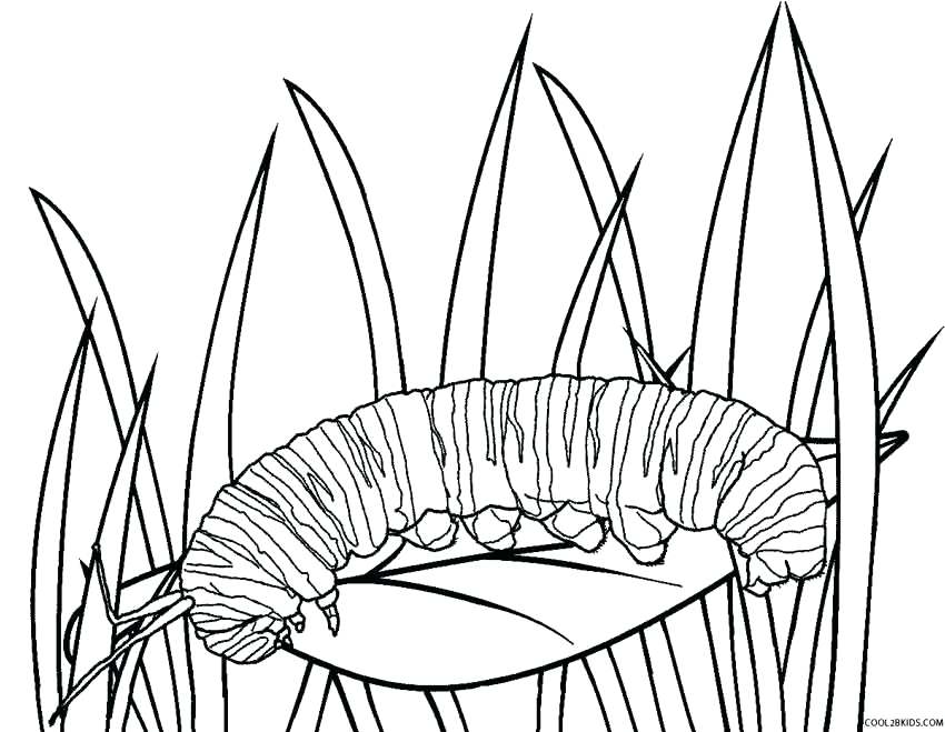 850x659 Monarch Caterpillar Coloring Page Monarch Caterpillar Coloring