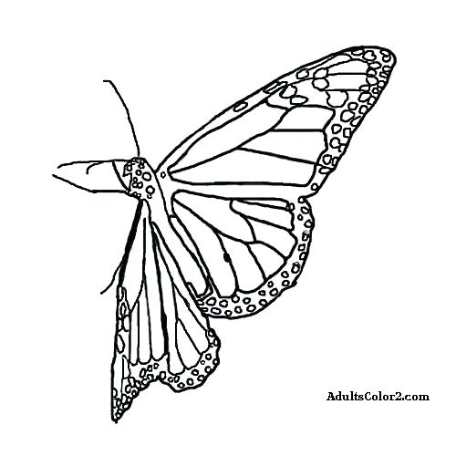 500x500 Free Printable Monarch Butterfly Coloring Pages