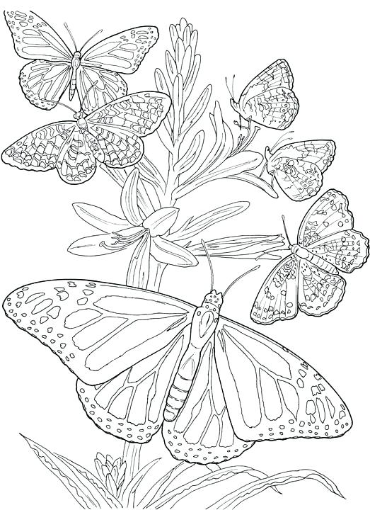 523x720 Coloring Page Of Butterfly Detailed Coloring Page Butterflies