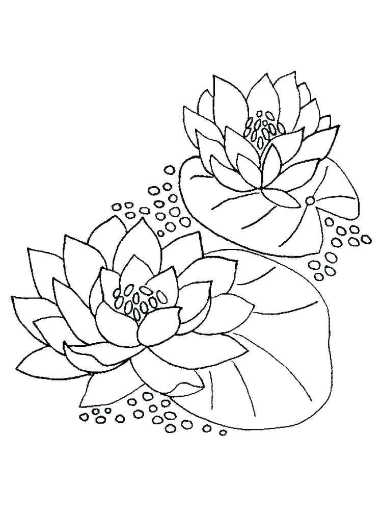 750x1000 Monet Coloring Pages Lily Water Flower Colouring For Kids