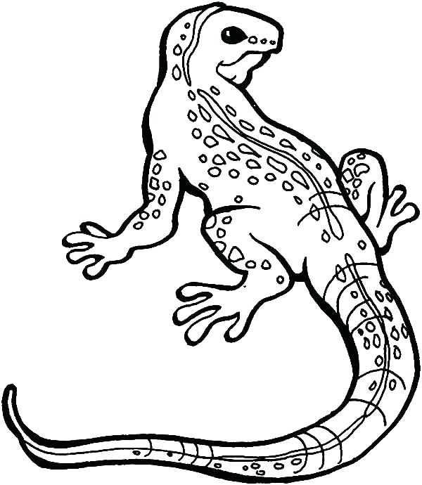 600x690 Iguana Coloring Pages Coloring Iguana Coloring Pages Lizard Great