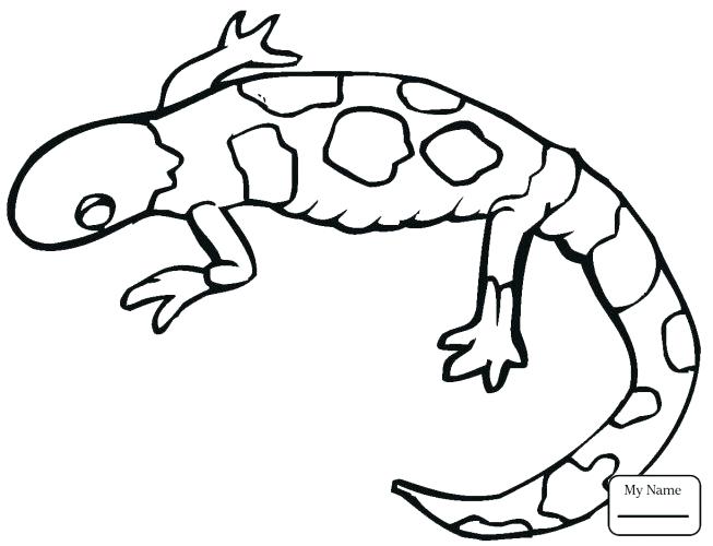653x500 Monitor Lizard Coloring Pages Unique Lizards Kids Printable Great