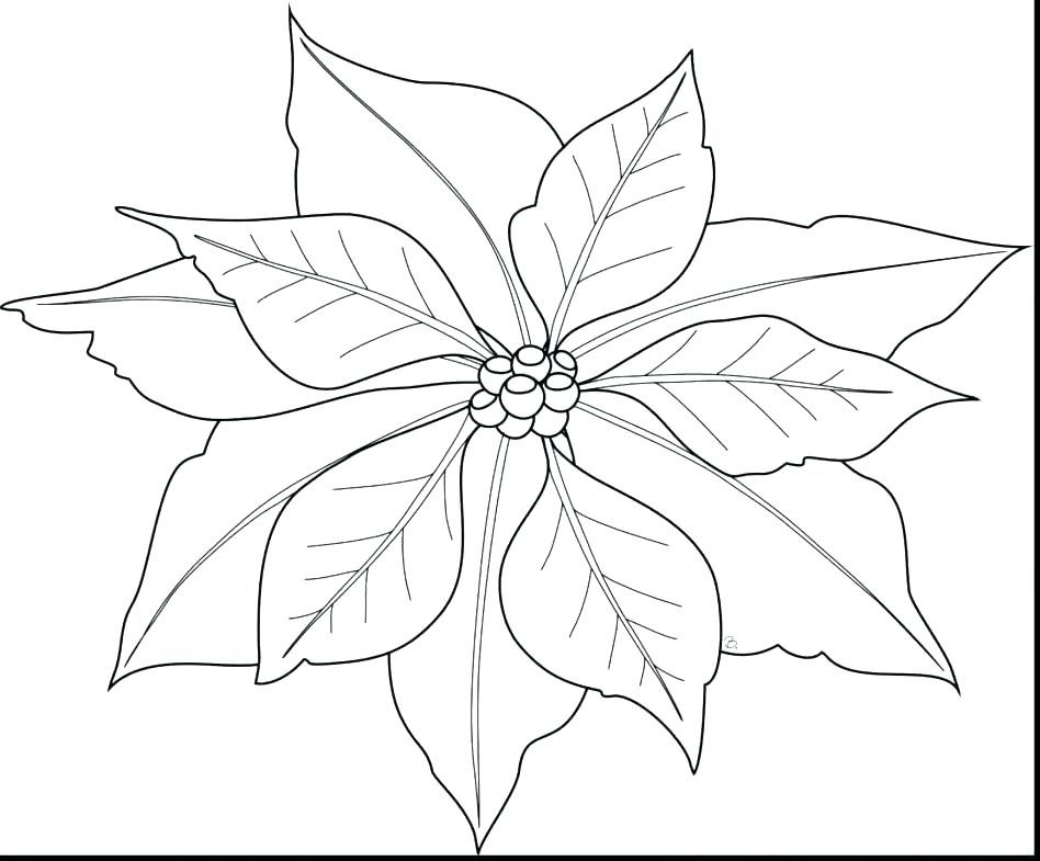 948x785 Poinsettia Coloring Page