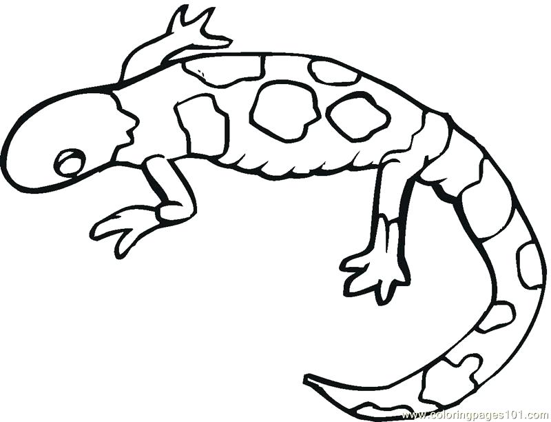 800x612 Lizard Coloring Pages Monitor Lizard Coloring Pages