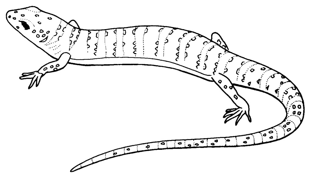 1024x587 Reptile Coloring Pages To Download And Print For Free