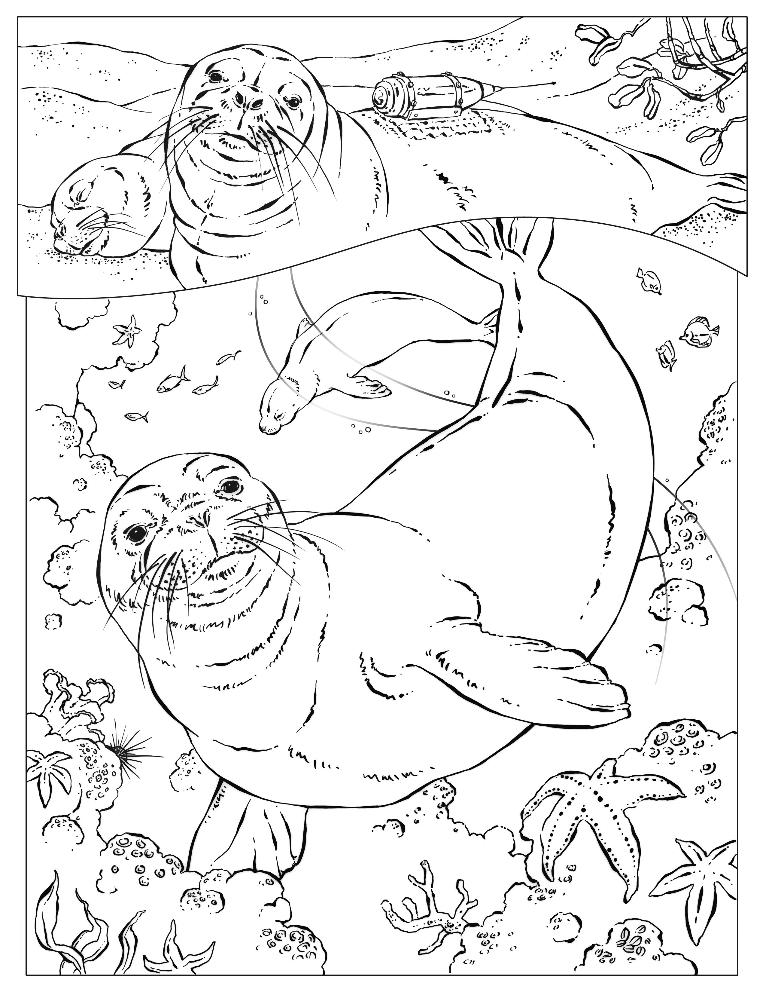 2550x3300 Hawaiian Monk Seals A Is For Aloha