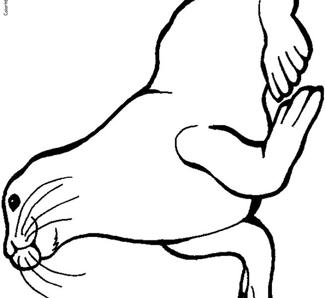 655x600 Seal Coloring Pages Coloring Page