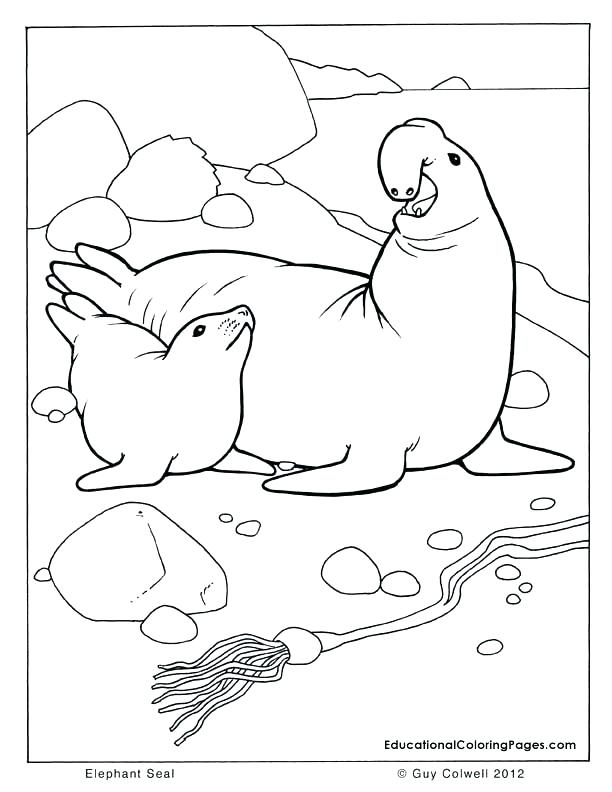 612x792 Seal Coloring Pages Animal Monk Seal Printable Coloring Pages