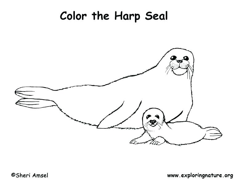 792x612 Seal Coloring Pages Seal Coloring Pages Animal Monk Seal Printable