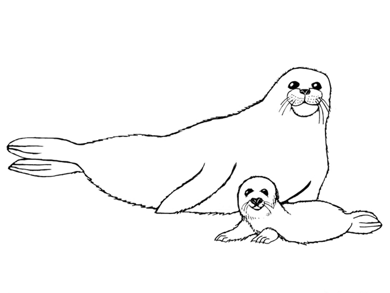 1600x1200 Awesome Monk Seal Colouring Pages For Kids Preschool