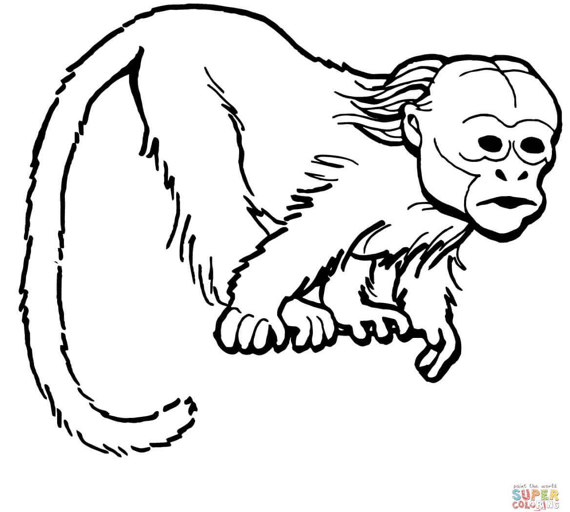 1168x1050 Mandrill Monkey Colorings For Kids Beautiful Baby Pigmy Marmoset