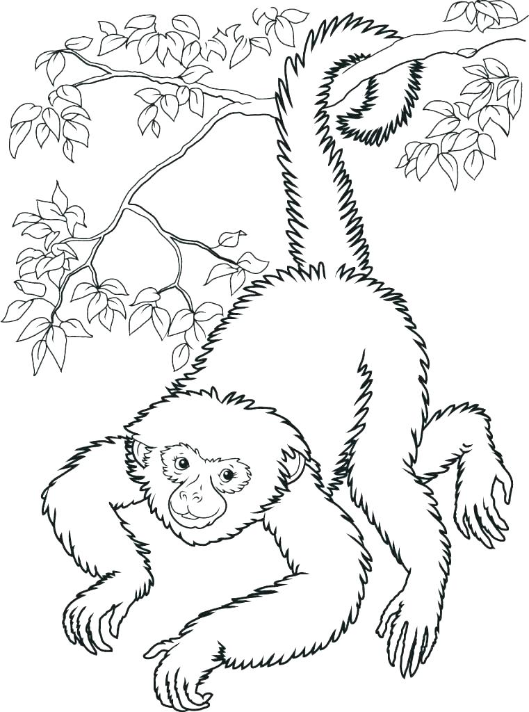 761x1024 Spider Monkey Printable Coloring Pages Printable Coloring