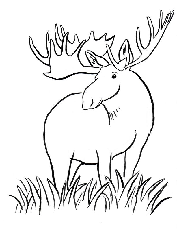 613x792 Moose Coloring Pages Many Interesting Cliparts