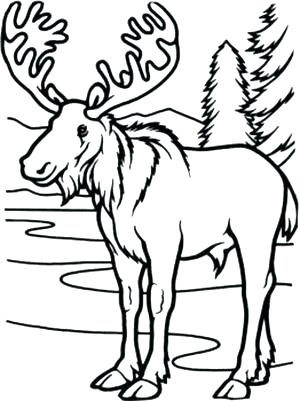 300x401 Moose Coloring Pages Moose Coloring Page Long Legged Moose