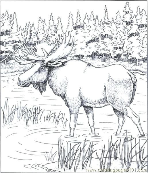 515x600 Moose Coloring Pages Printable Best Of Moose Coloring Pages If You