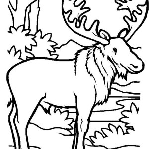 300x300 Picture Of Moose Coloring Page Picture Of Moose Coloring Page