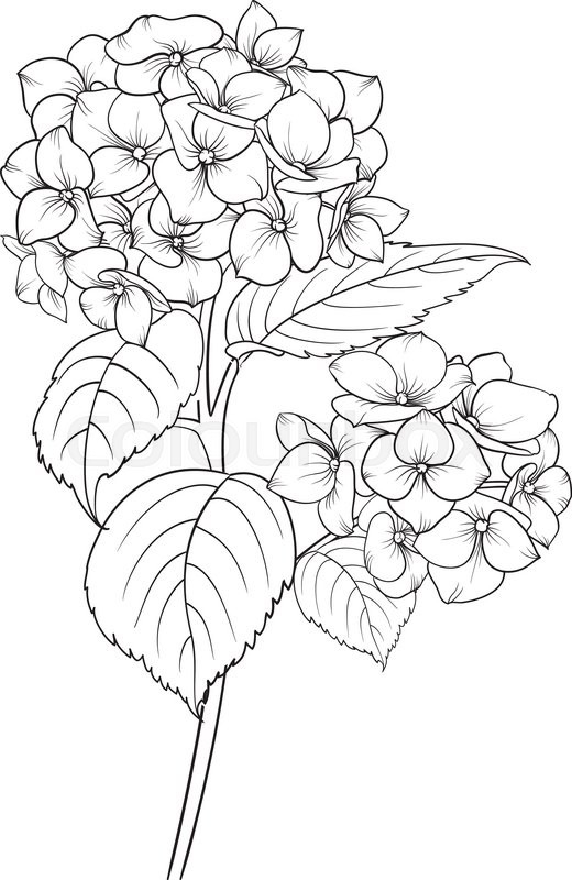 520x800 Flower Vase Coloring Pages Printable Free Coloring Pages