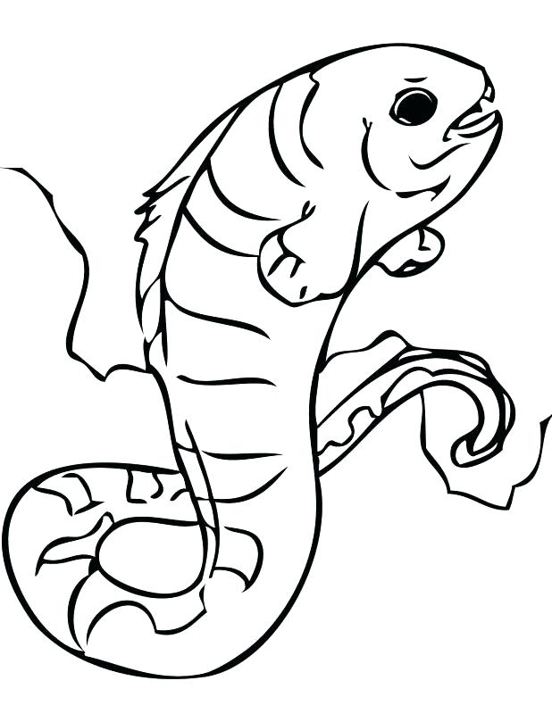 618x800 Eel Coloring Pages Coloring Trend Medium Size Electric Eel Drawing