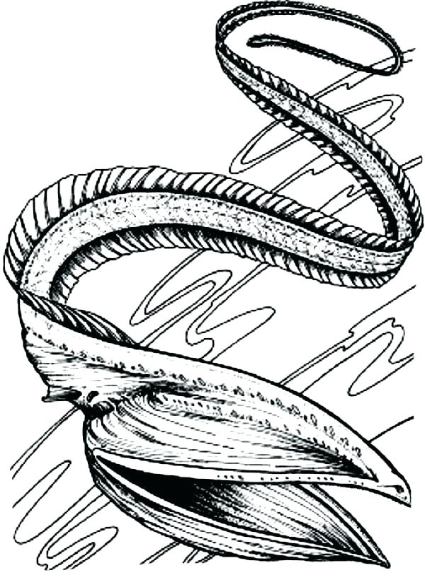 600x820 Eel Coloring Pages Eel Coloring Pages Terrifying Sea Eel Coloring